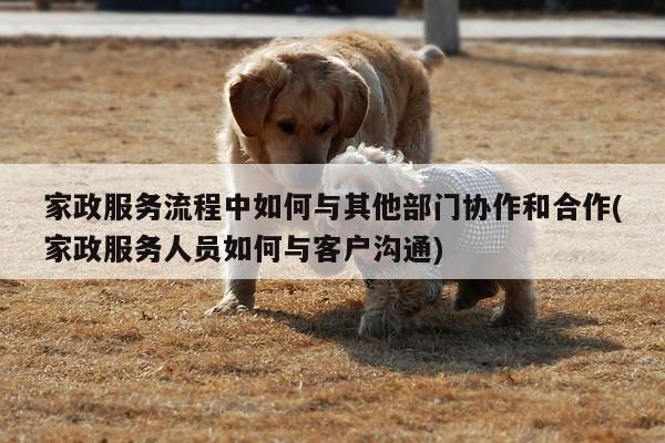 家政服务流程中如何与其他部门协作和合作(家政服务人员如何与客户沟通)