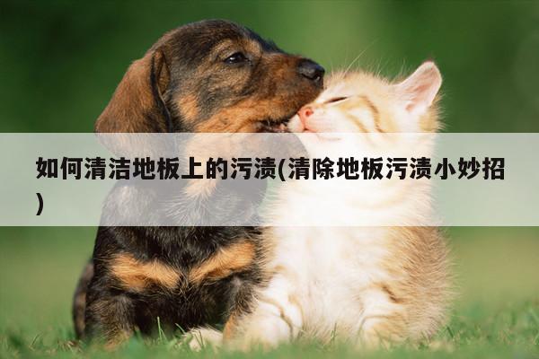 如何清洁地板上的污渍(清除地板污渍小妙招)