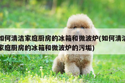 如何清洁家庭厨房的冰箱和微波炉(如何清洁家庭厨房的冰箱和微波炉的污垢)