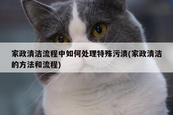 家政清洁流程中如何处理特殊污渍(家政清洁的方法和流程)