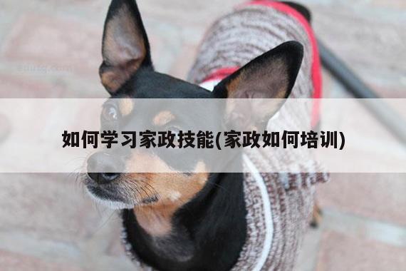 如何学习家政技能(家政如何培训)